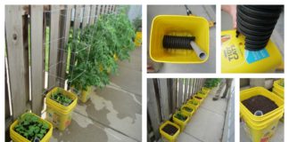 DIY Self-Watering Container Garden