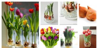 How to grow tulip bulbs in a vase