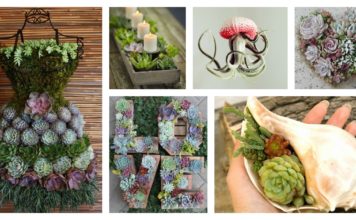 25 Indoor Succulent DIY Project Ideas