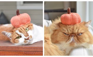 Pumpkin Hat For Pets Free Crochet Pattern